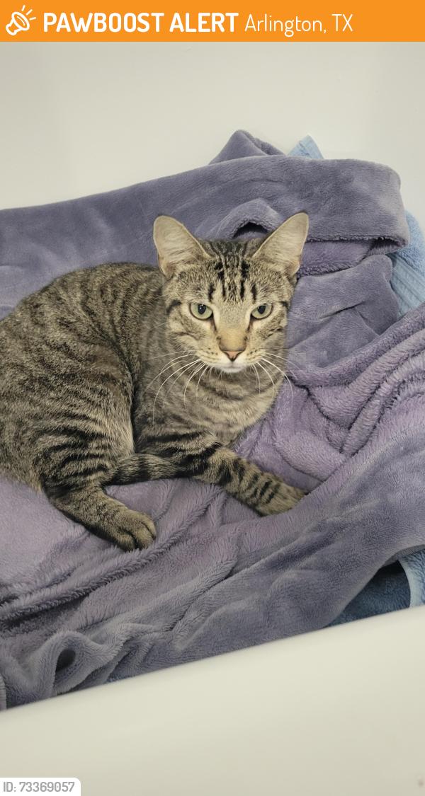 Found/Stray Male Cat last seen The District on Collins, Arlington, TX 76014