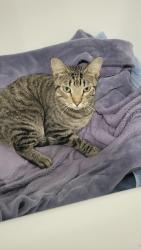 Found/Stray Male Cat last seen The District on Collins, Arlington, TX 76014