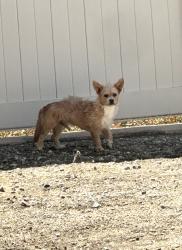 Found/Stray Unknown Dog last seen Wheeler Ave / Bombay St, Los Angeles, CA 91342