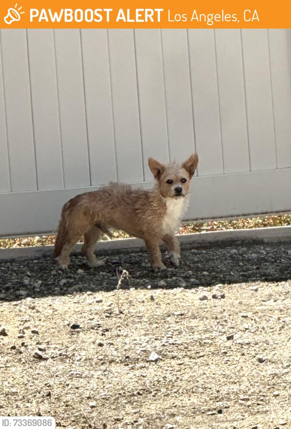 Found/Stray Unknown Dog last seen Wheeler Ave / Bombay St, Los Angeles, CA 91342
