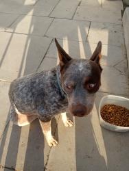 Lost Male Dog last seen Hwy 380, Krum, TX 76249