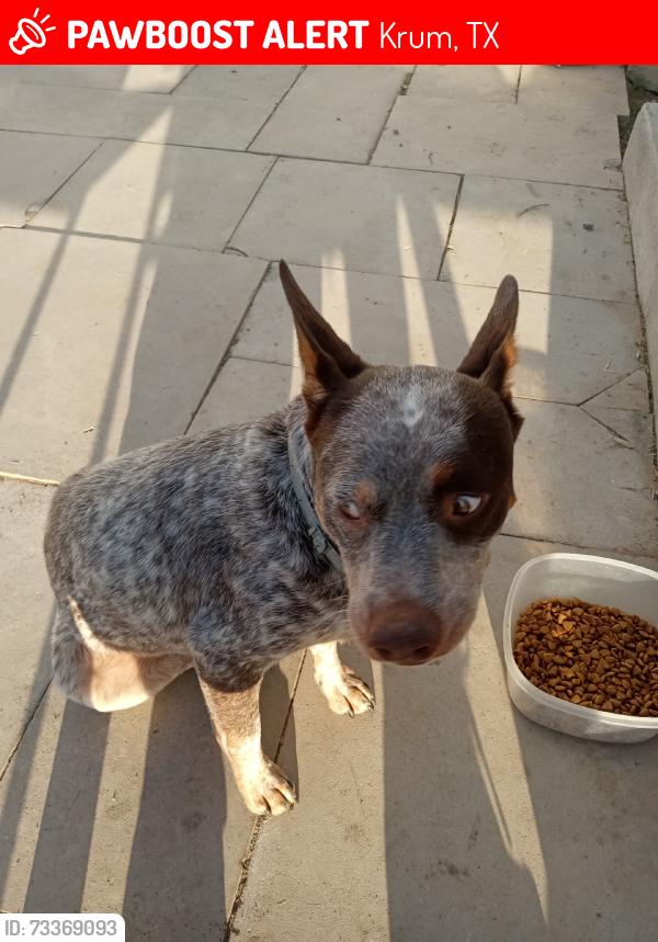 Lost Male Dog last seen Hwy 380, Krum, TX 76249