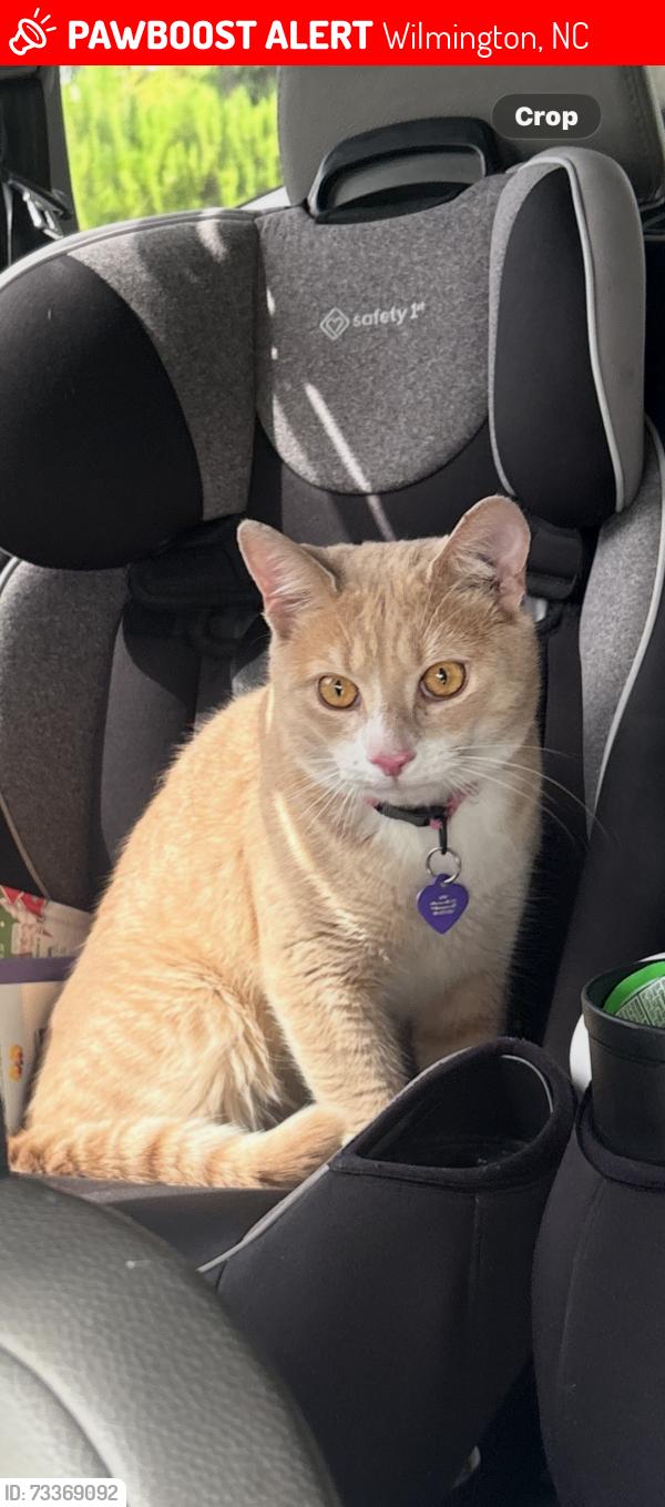 Lost Male Cat last seen Murrayville rd, Wilmington, NC 28411