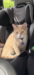 Lost Male Cat last seen Murrayville rd, Wilmington, NC 28411