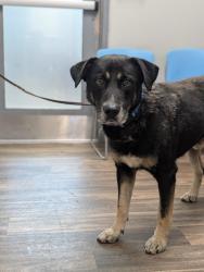 Shelter Stray Male Dog last seen 44th Street, San Diego, CA, 92105, 5500 Gaines St, San Diego, CA 92110, USA