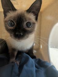 Shelter Stray Female Cat last seen San Ysidro Blvd, San Diego, CA, 92173, 5500 Gaines St, San Diego, CA 92110, USA