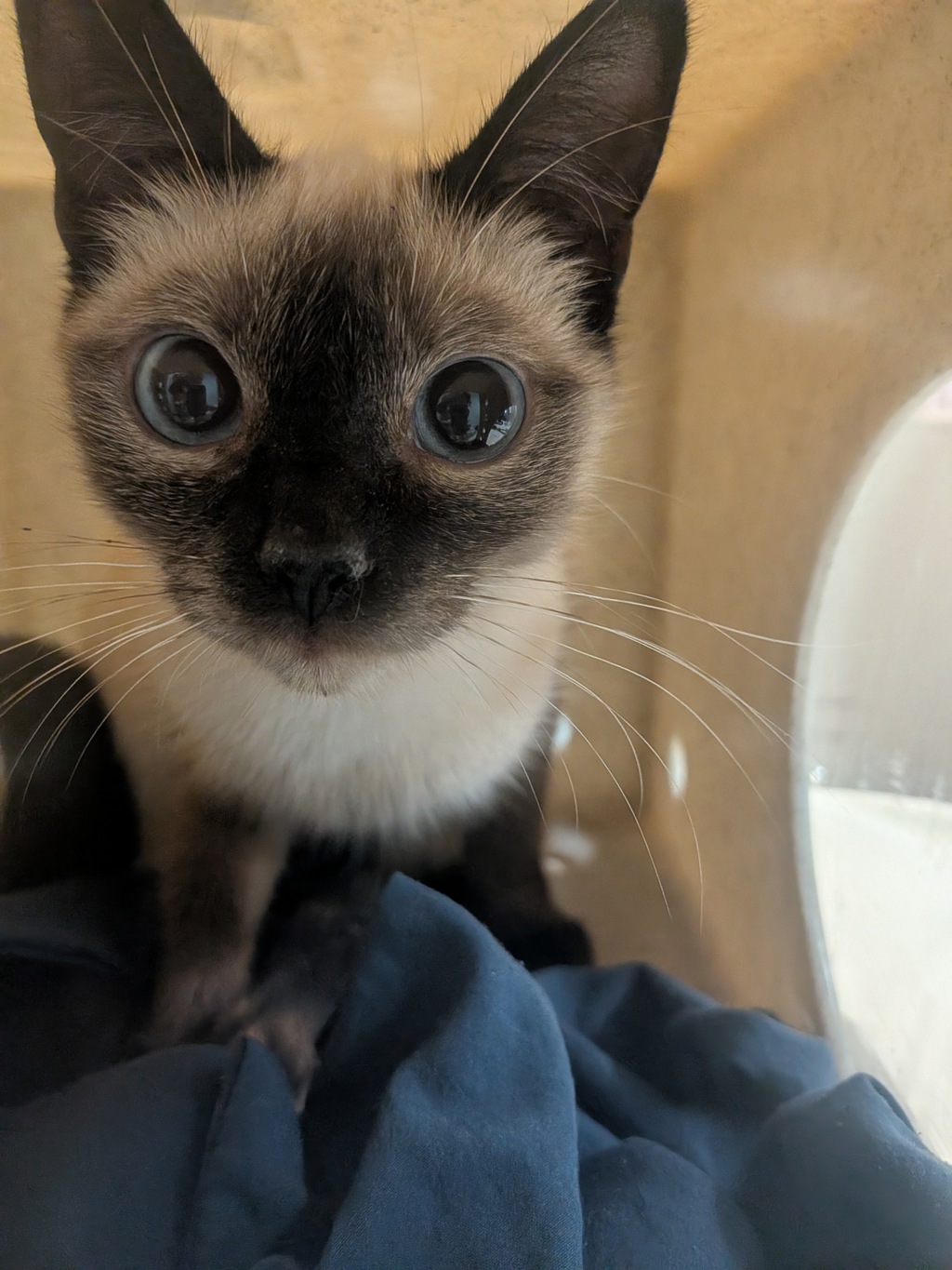 Shelter Stray Female Cat last seen San Ysidro Blvd, San Diego, CA, 92173, 5500 Gaines St, San Diego, CA 92110, USA