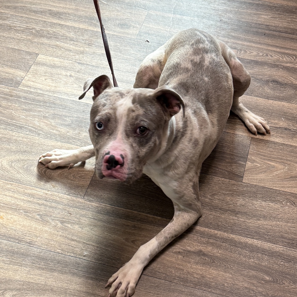 Shelter Stray Male Dog last seen Not Provided., San Diego, CA, 92110, 5500 Gaines St, San Diego, CA 92110, USA