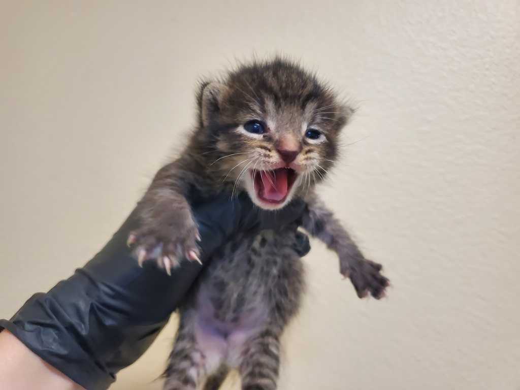 Shelter Stray Female Cat last seen Near Hillside Terrace, Vista, CA, 92084, Oceanside, CA 92058, USA