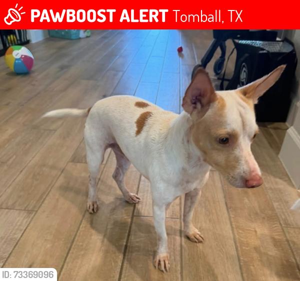 Lost Male Dog last seen Amira, Stone Lake, Tomball, TX 77377