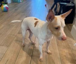 Lost Male Dog last seen Amira, Stone Lake, Tomball, TX 77377