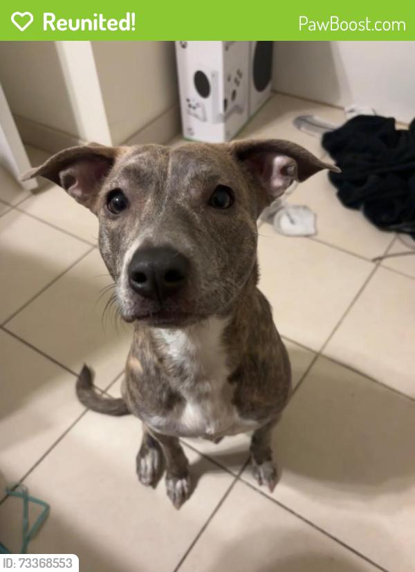 Reunited Female Dog last seen She was in the grass outside next to 62 Varga rd, Ashford, CT 06278