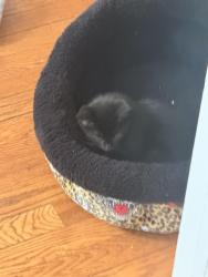 Lost Female Cat last seen Perkins ave , wheeler st, homer st, chase ave, Waterbury, CT 06704