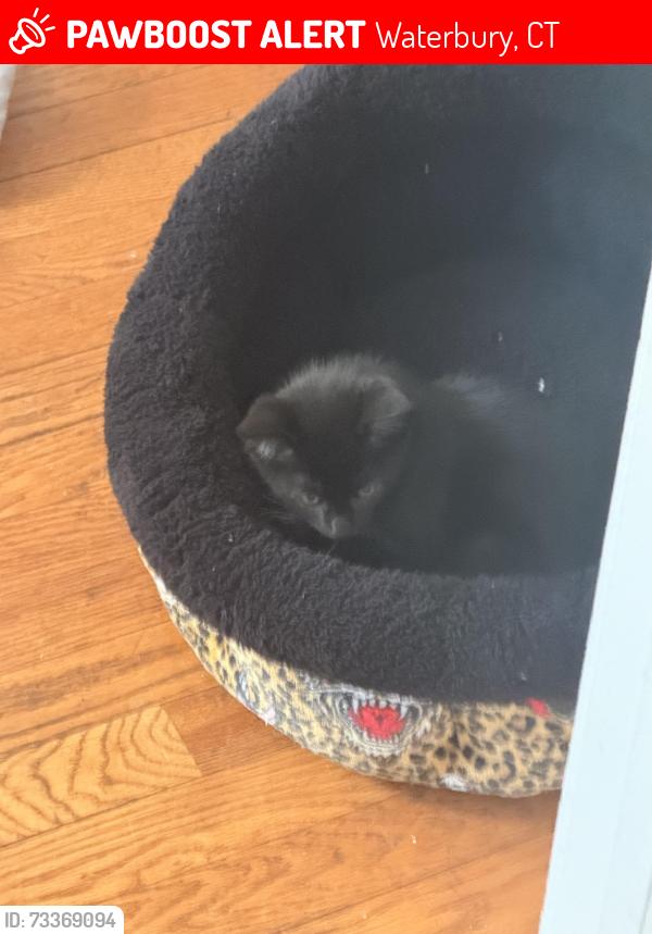 Lost Female Cat last seen Perkins ave , wheeler st, homer st, chase ave, Waterbury, CT 06704