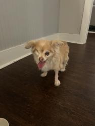 Reunited Female Dog last seen Walnut Creek neighborhood, Pinon Dr, Mansfield, TX 76063