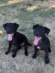 Reunited Male Dog last seen Madison Avenue & Dewey Drive, Sacramento County, CA 95608