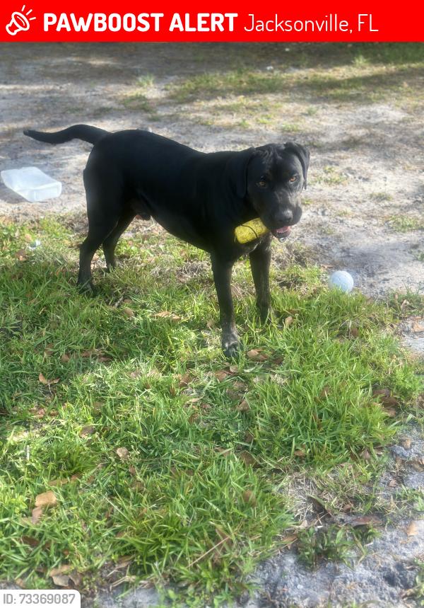 Lost Male Dog last seen Delahurs st, Jacksonville, FL 32277