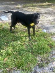 Lost Male Dog last seen Delahurs st, Jacksonville, FL 32277