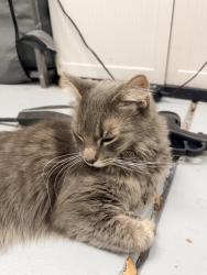 Reunited Unknown Cat last seen Banbury Loop and Milano Way, Martinez, CA 94553