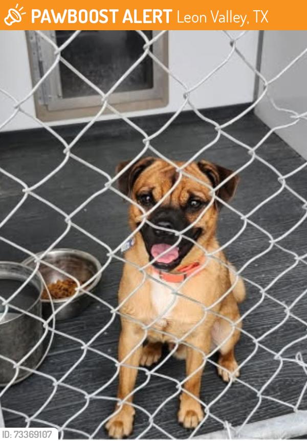 Found/Stray Male Dog last seen Bandera Rd, Leon Valley, TX 78240