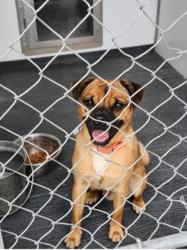 Found/Stray Male Dog last seen Bandera Rd, Leon Valley, TX 78240