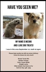 Lost Female Dog last seen Noeline Ave Spring Valley, Seven Eleven Worthington, Hanks Farmers Market, San Diego, CA 92114