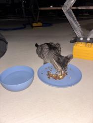 Found/Stray Female Cat last seen Gebron rd, Fort Worth, TX 76126