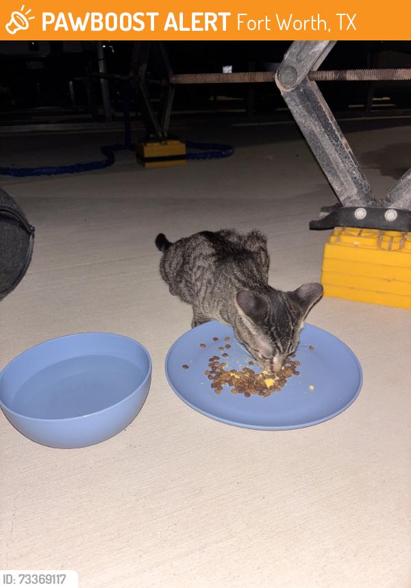 Found/Stray Female Cat last seen Gebron rd, Fort Worth, TX 76126