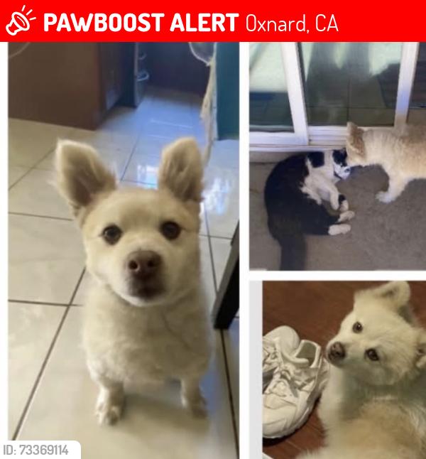 Lost Male Dog last seen DuPont, Oxnard, CA 93033