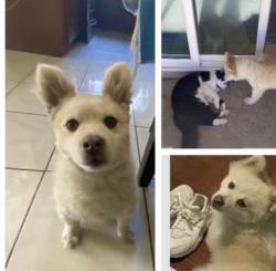 Lost Male Dog last seen DuPont, Oxnard, CA 93033
