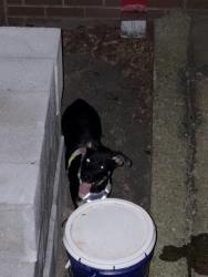 Found/Stray Female Dog last seen On the greenway by the concrete plant, Nashville, TN 37232