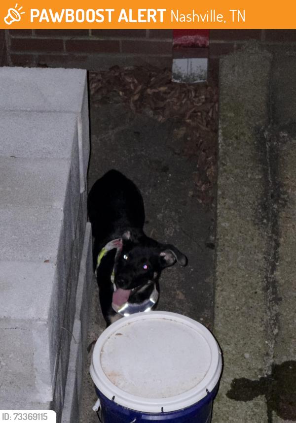 Found/Stray Female Dog last seen On the greenway by the concrete plant, Nashville, TN 37232