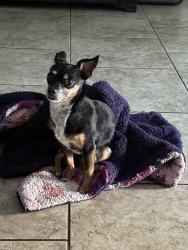Lost Male Dog last seen Waynesboro and Boothe, Ceres, CA 95354