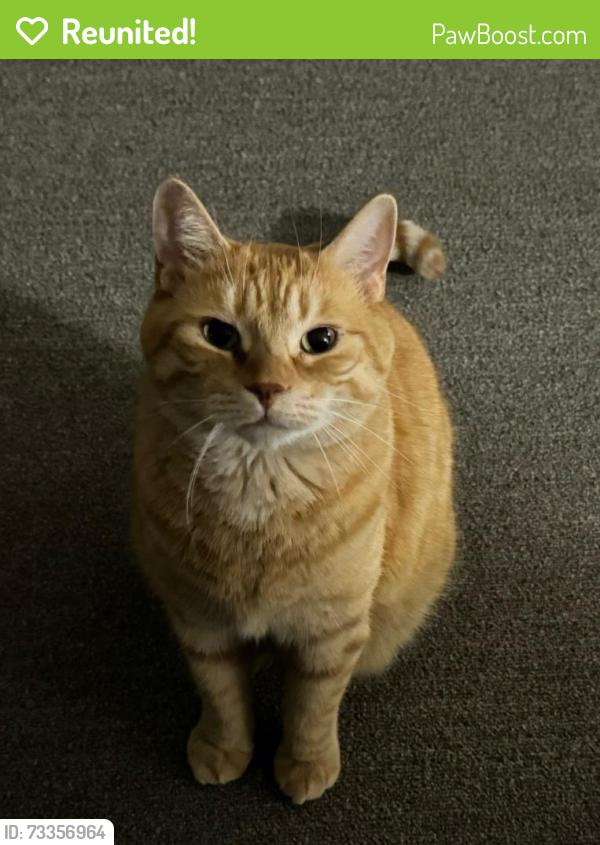 Reunited Male Cat last seen Tecumseh Ave. & Belgrave Ave., London, ON N6C 4A6