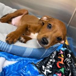 Shelter Stray Male Dog last seen , 5570 Sturmer Park Cir, Winston-Salem, NC 27105, USA