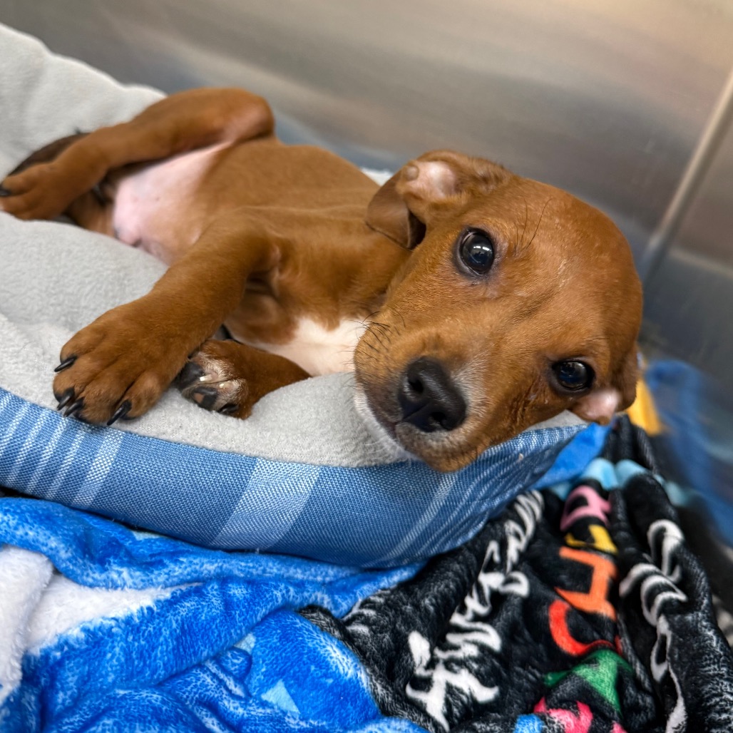 Shelter Stray Male Dog last seen , 5570 Sturmer Park Cir, Winston-Salem, NC 27105, USA