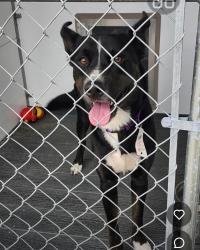 Found/Stray Male Dog last seen Post office in Leon Valley & Bandera Rd, Leon Valley, TX 78240