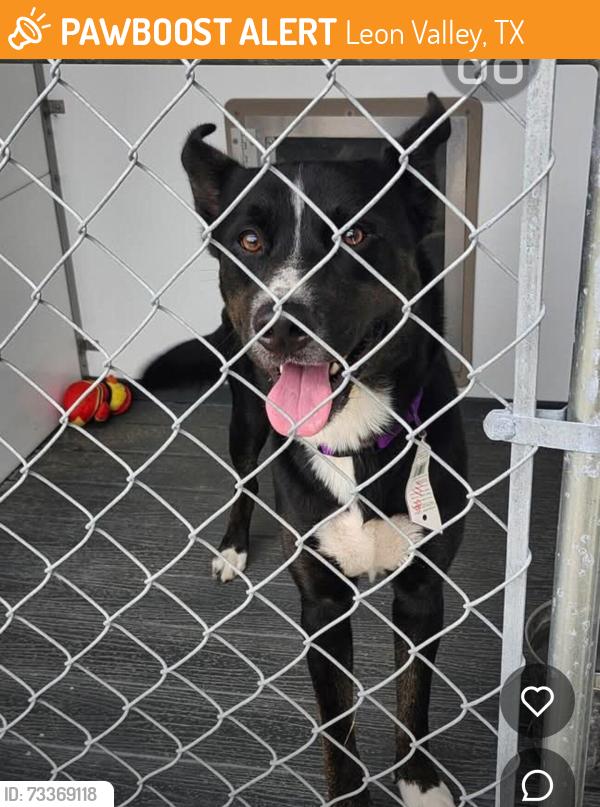 Found/Stray Male Dog last seen Post office in Leon Valley & Bandera Rd, Leon Valley, TX 78240