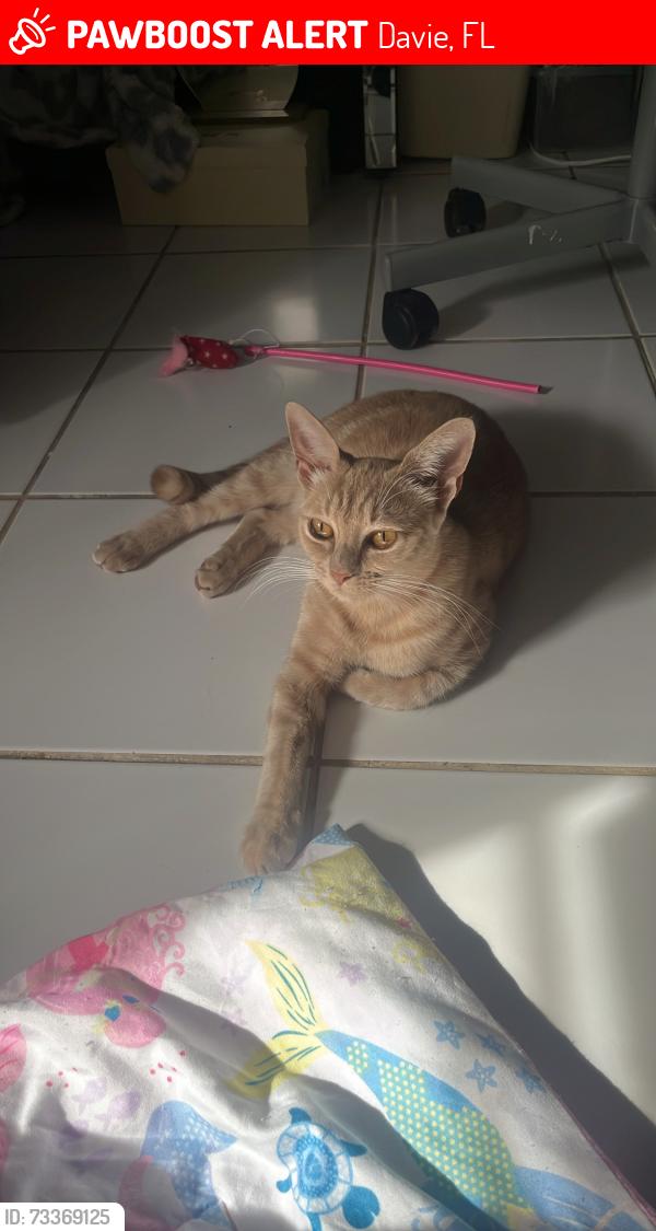 Lost Female Cat last seen Near SW 131st Ave Davie, FL 33325 United States, Davie, FL 33325
