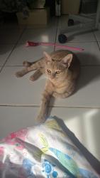 Lost Female Cat last seen Near SW 131st Ave Davie, FL 33325 United States, Davie, FL 33325
