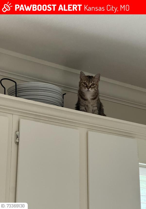Lost Female Cat last seen Blue ridge cut off and 79th, Kansas City, MO 64134