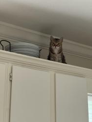 Lost Female Cat last seen Blue ridge cut off and 79th, Kansas City, MO 64134
