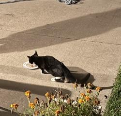Found/Stray Unknown Cat last seen Spring St, Random Lake, WI 53075