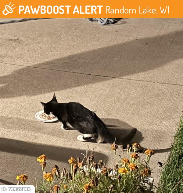 Found/Stray Unknown Cat last seen Spring St, Random Lake, WI 53075