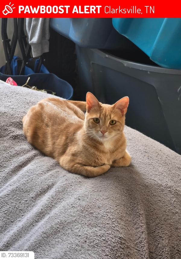 Lost Male Cat last seen Rowand ct, Clarksville, TN 37042
