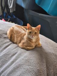 Lost Male Cat last seen Rowand ct, Clarksville, TN 37042