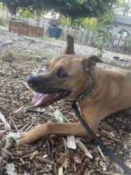 Reunited Female Dog last seen Doer Park Neighborhood, Grizilo Dr, San Jose, CA 95124