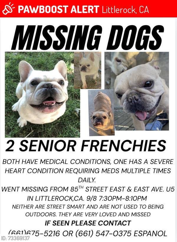Lost Male Dog last seen 85th street East, Littlerock, CA 93543