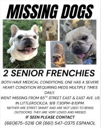 Lost Male Dog last seen 85th street East, Littlerock, CA 93543