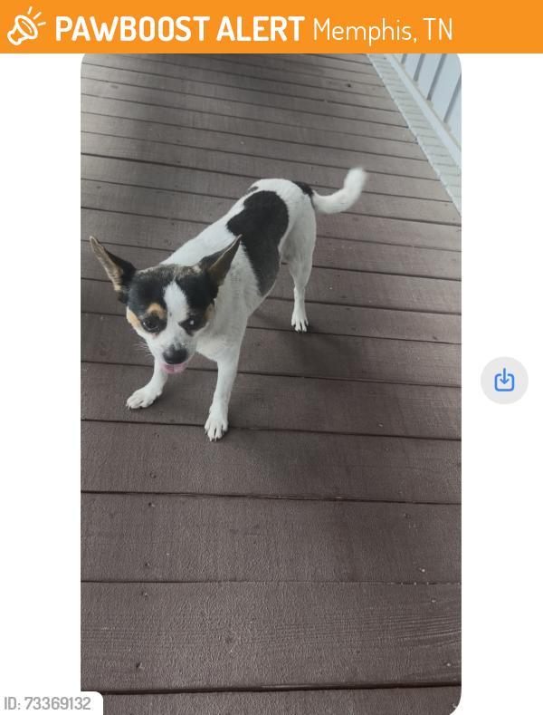 Found/Stray Male Dog last seen Cotton Plant Cove & Cotton Plant Road, Memphis, TN 38119